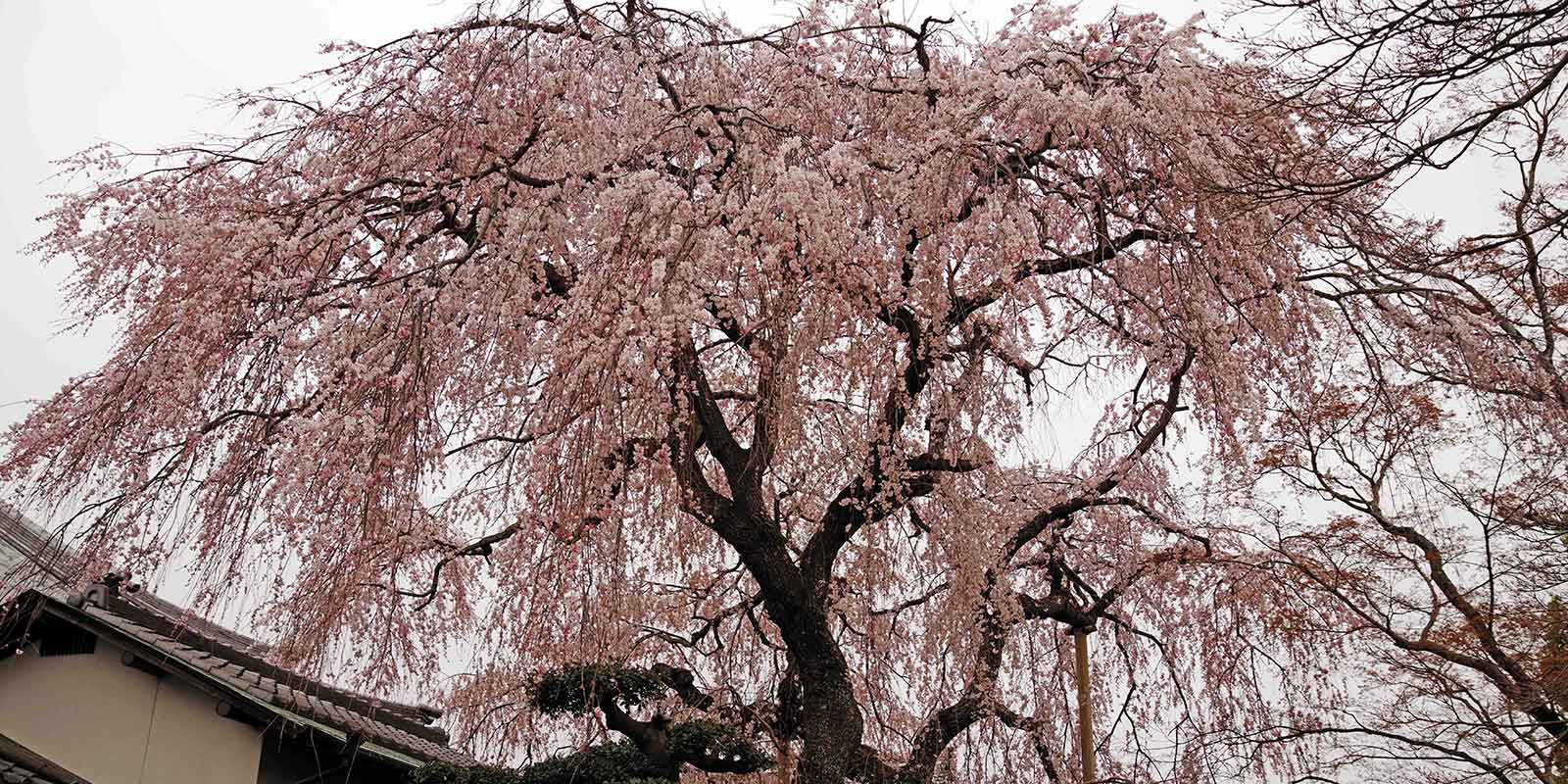念仏寺のしだれ桜