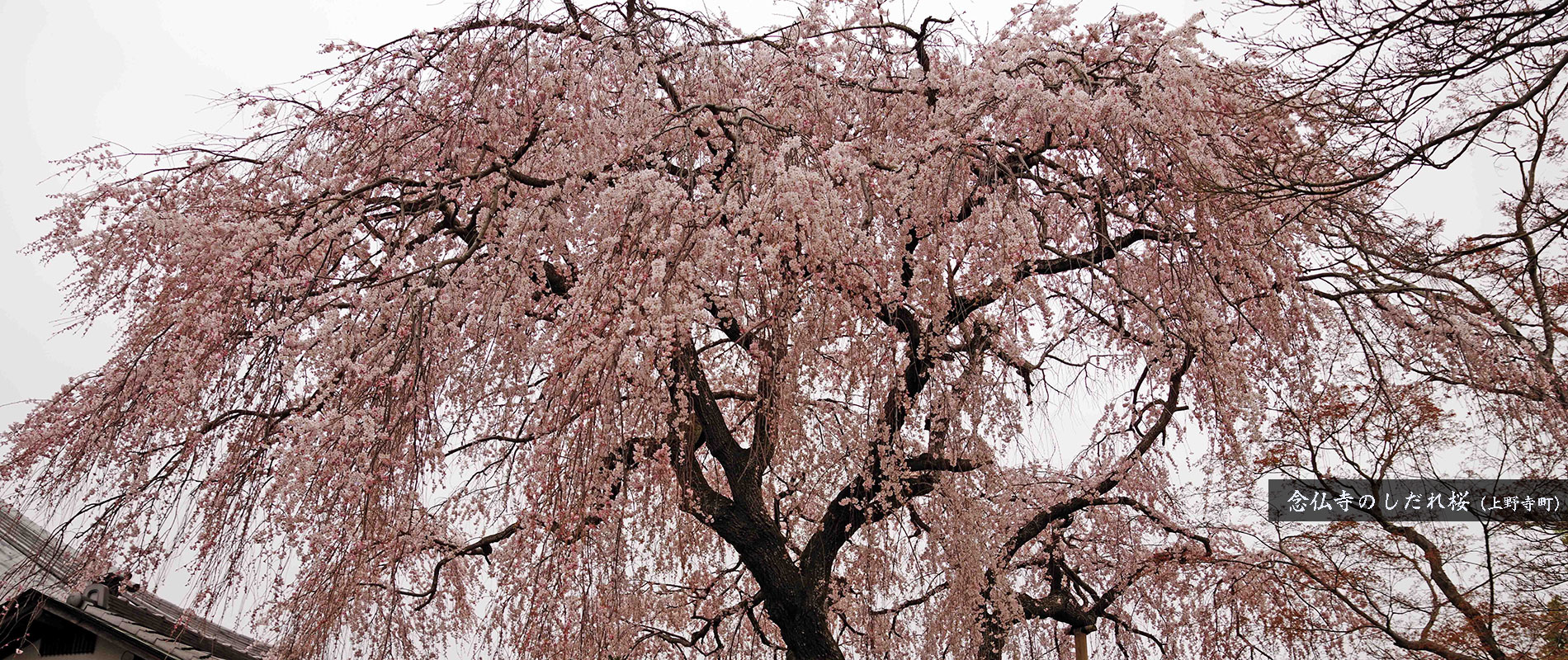 念仏寺のしだれ桜